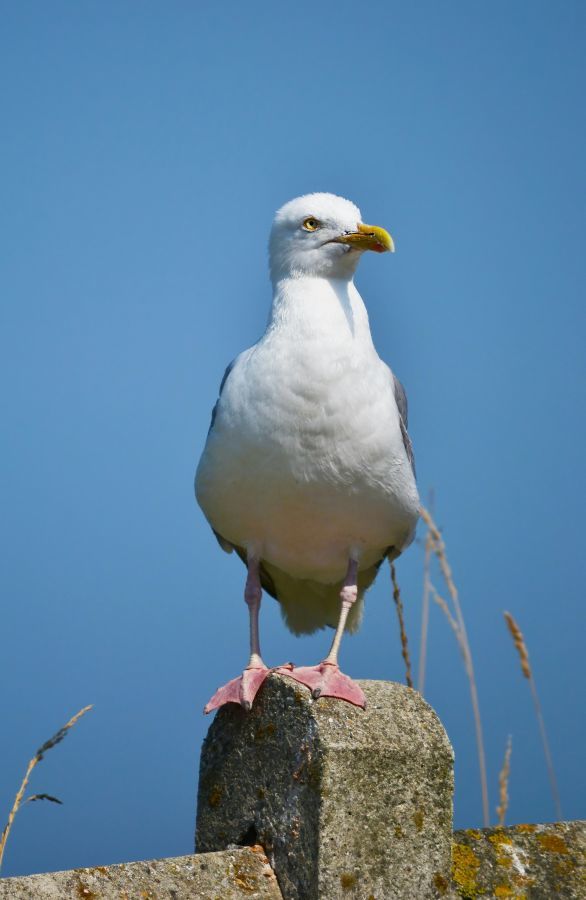 bretagne